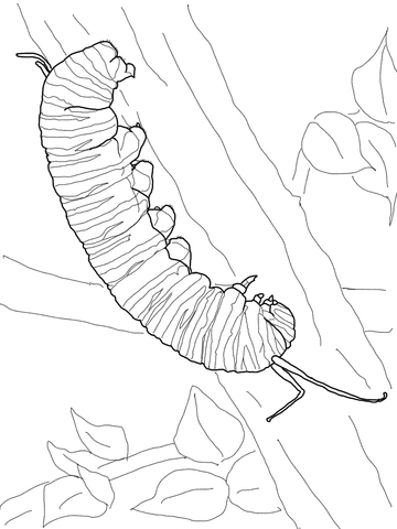 Monarch Caterpillar Coloring Page